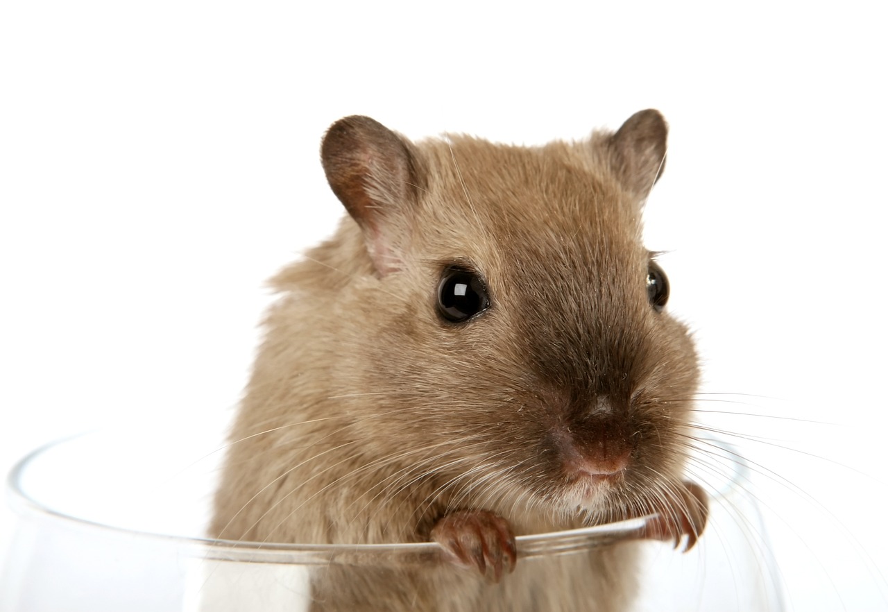 Lire la suite à propos de l’article Pourquoi les hamsters dévorent leurs nouveaux nés