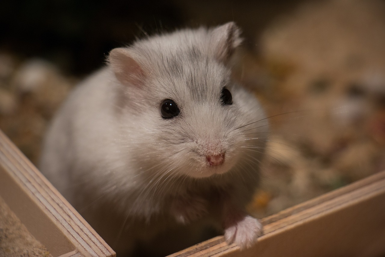 You are currently viewing Quel âge a votre hamster