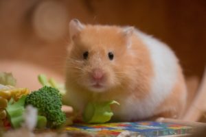 Lire la suite à propos de l’article Bébé Hamster comment en prendre soin