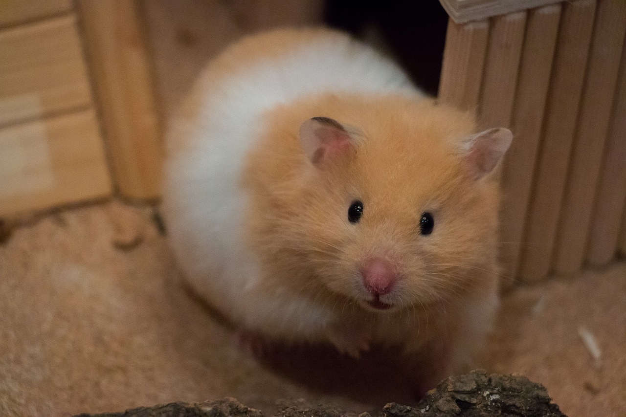 You are currently viewing Mon hamster est il un Monsieur ou une Madame