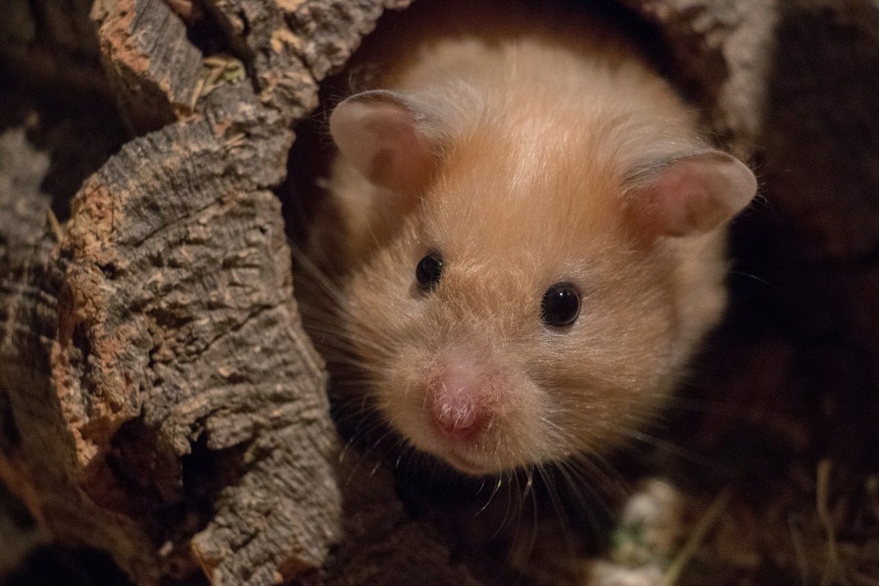 You are currently viewing Différence entre un hamster et un cochon d’inde