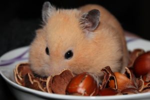 Lire la suite à propos de l’article Comment connaitre le sexe d’un hamster