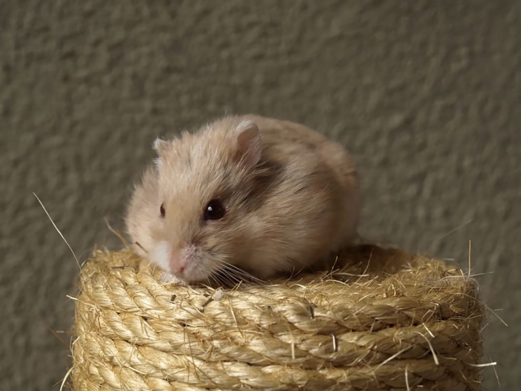 Les 5 maladies les plus répandues chez le hamster