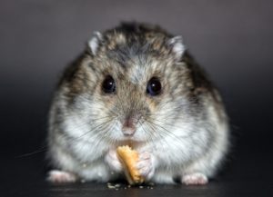 Lire la suite à propos de l’article A quel âge peut on sevrer un bébé hamster de sa mère