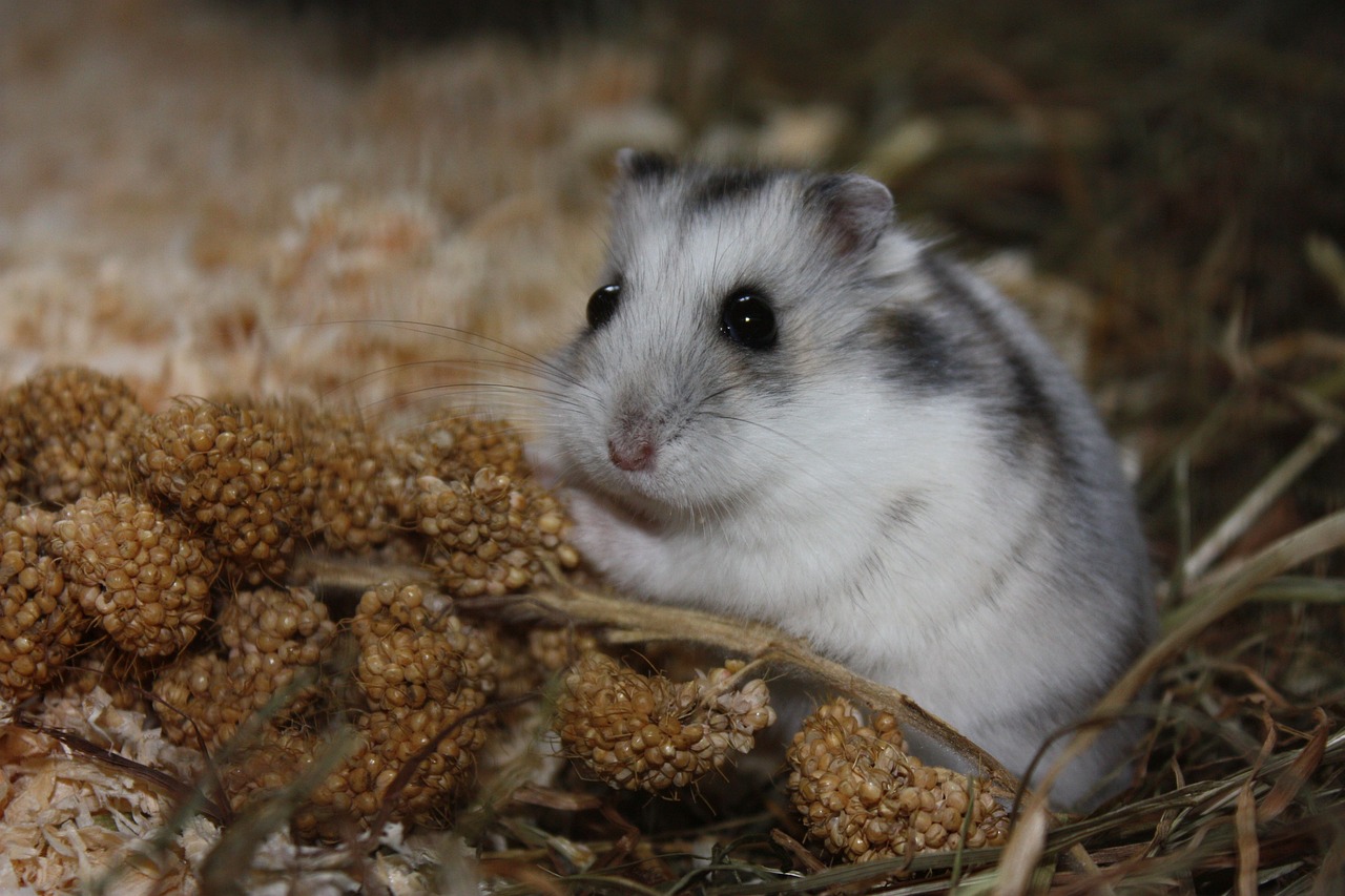 Lire la suite à propos de l’article Le hamster Panda découvrez le