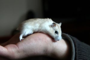 bébés hamster