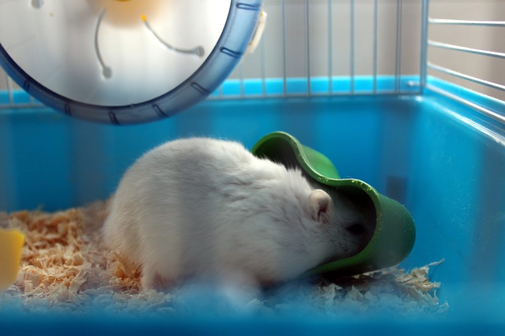 Comment arrêter les morsures de hamster