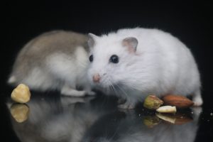 Découvrez si votre hamster peut manger de la banane! 