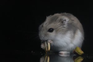 grossesse du hamster