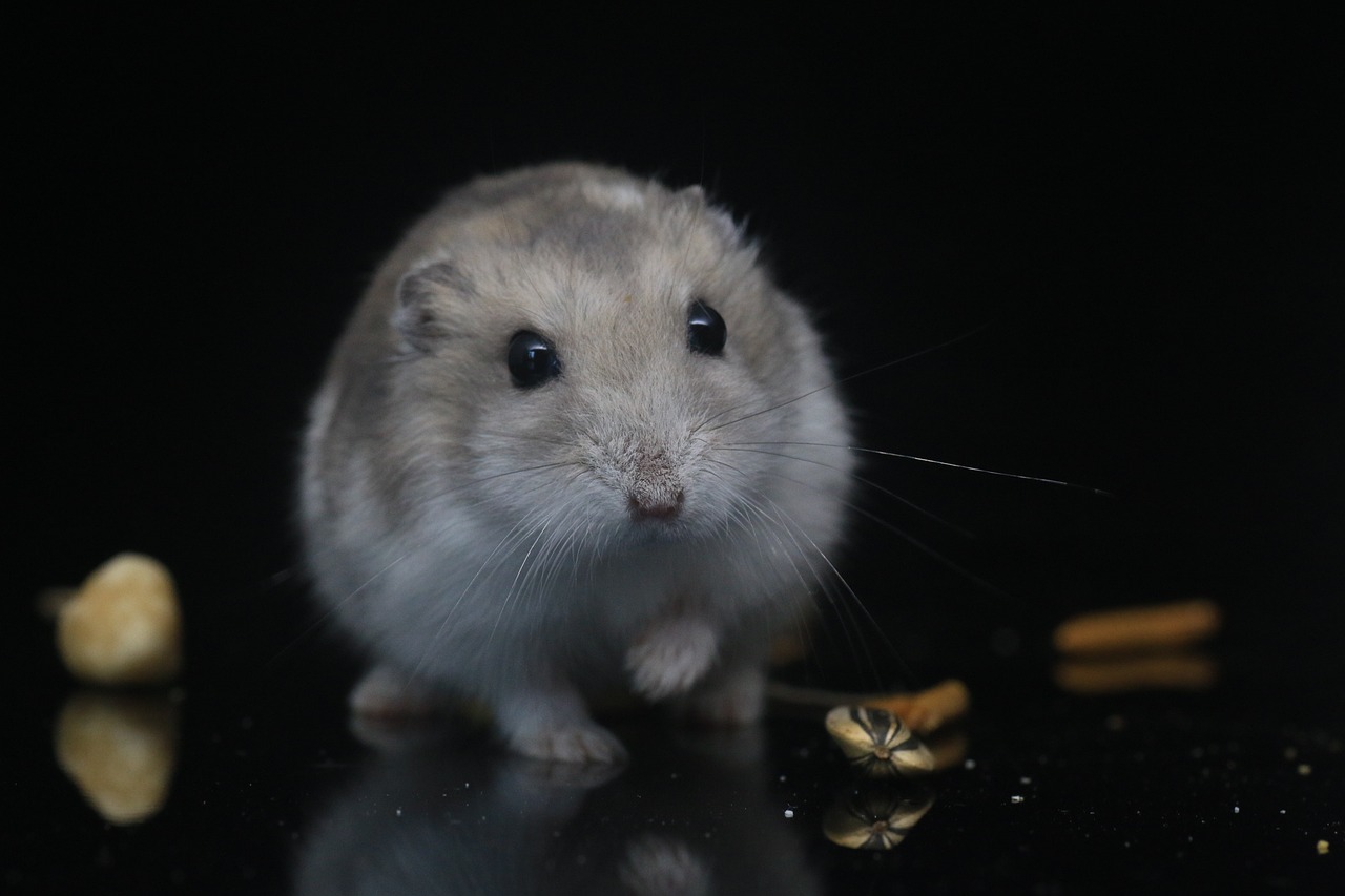 Lire la suite à propos de l’article Jouets pour hamster en bois