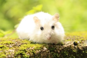 Lire la suite à propos de l’article Que peut manger le hamster