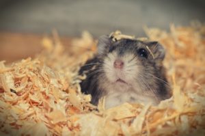 le hamster peut il propager des maladies par son urine