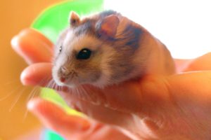 Lire la suite à propos de l’article Les dents du hamster