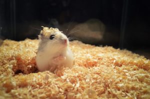 durée de vie d'un hamster