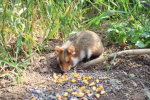 Lire la suite à propos de l’article Les hamsters hibernent-ils