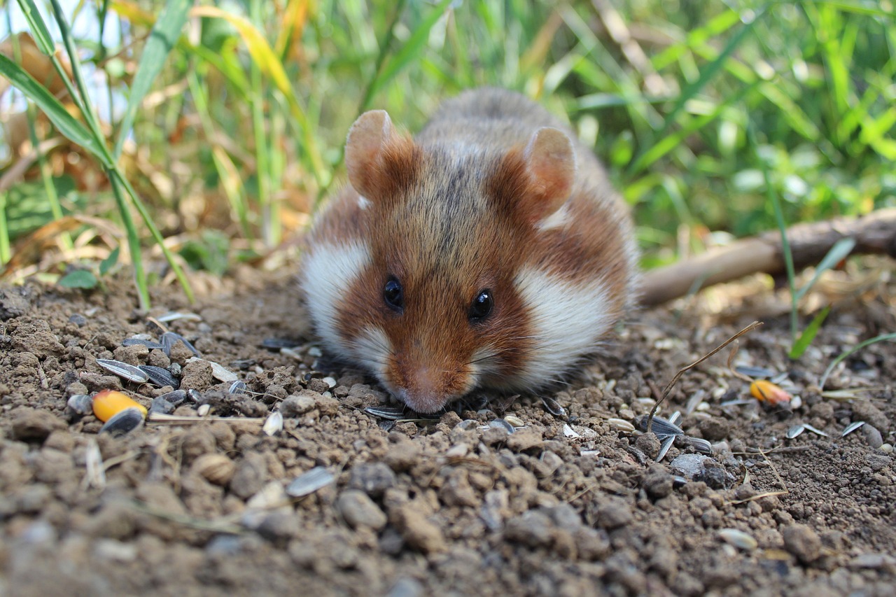 You are currently viewing Quelle est la durée de gestation du hamster