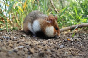 Lire la suite à propos de l’article Le hamster peut il manger de la banane