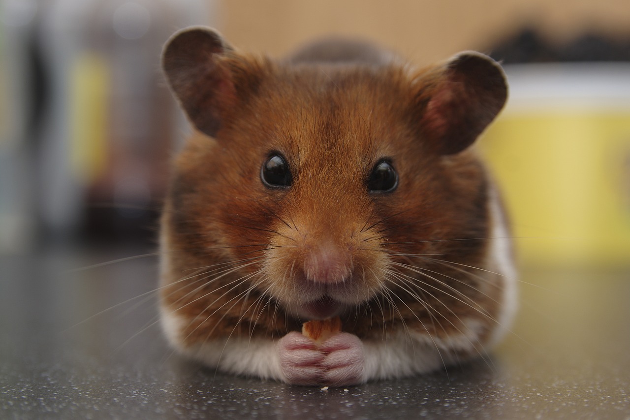 You are currently viewing Le hamster peut il manger des fraises