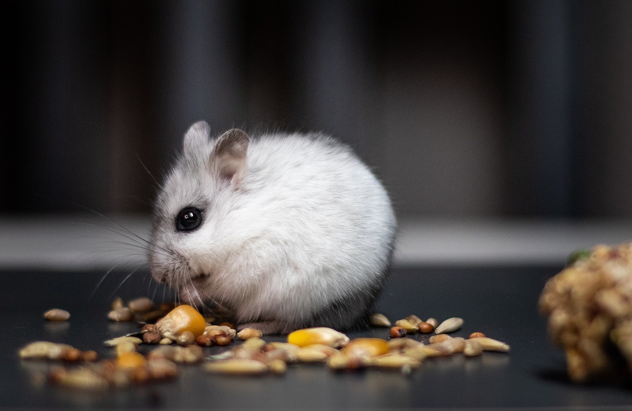 You are currently viewing Peut on donner un bain à son hamster