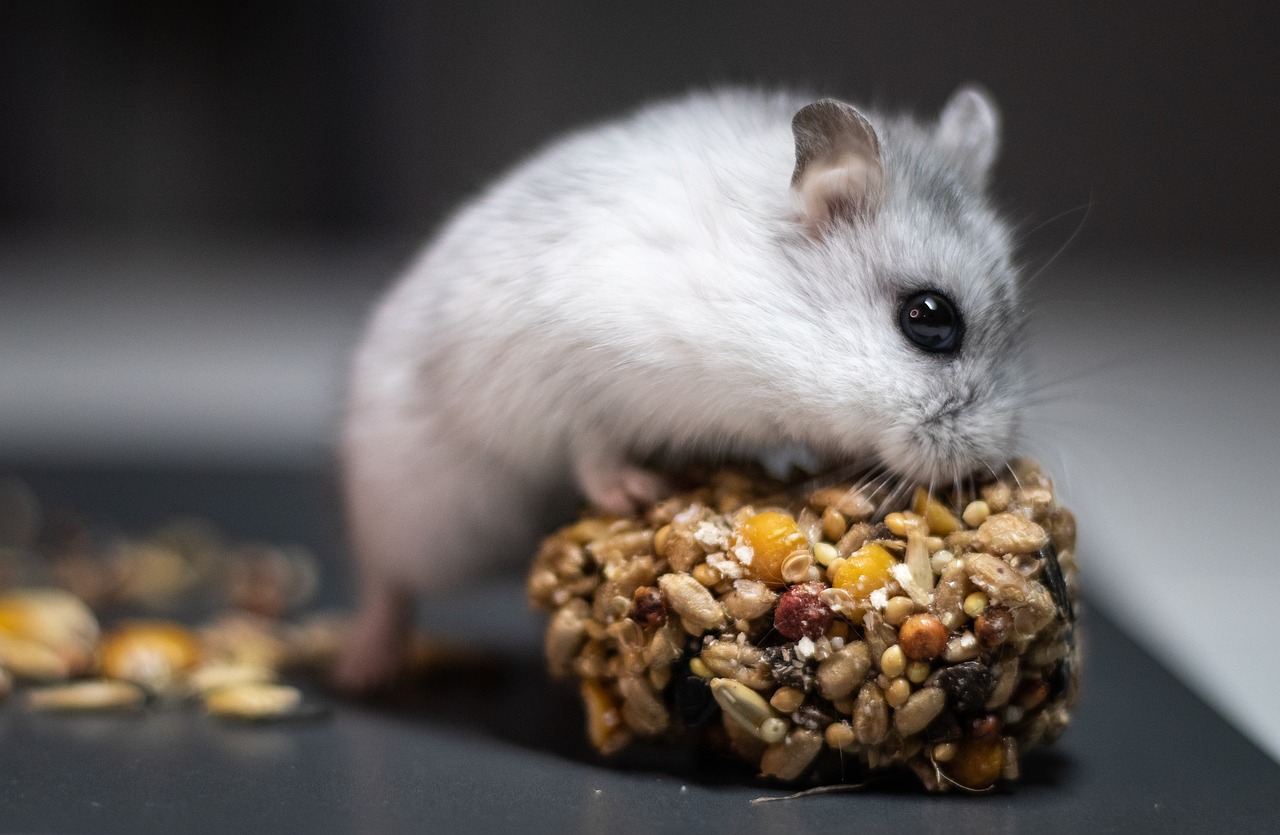 Lire la suite à propos de l’article Espérance de vie d’un hamster