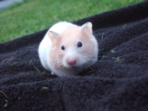 Un hamster moyen peut avoir combien de bébés