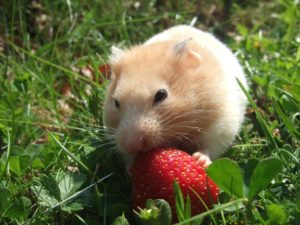 le hamster peut manger des fraises