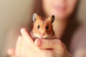 quel âge peut on sevrer un bébé hamster 