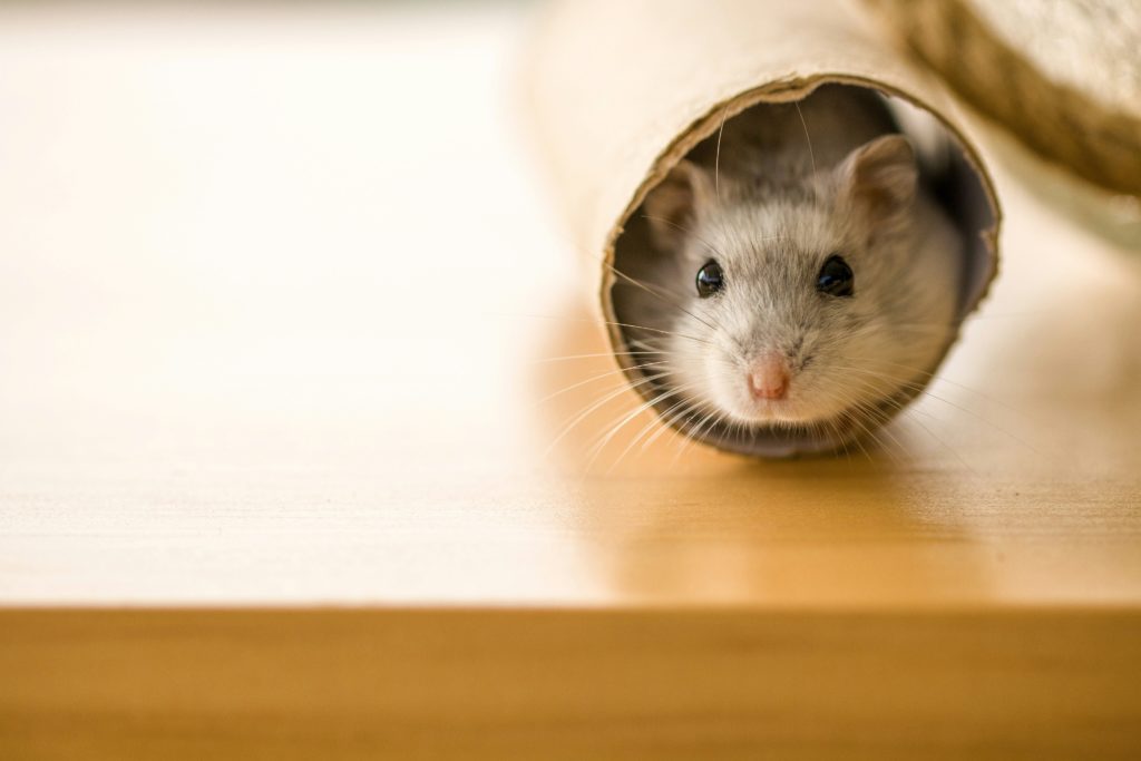 Comment savoir si votre hamster est enceinte