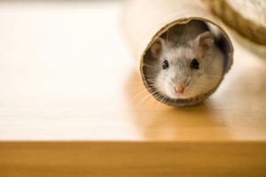 Lire la suite à propos de l’article Comment savoir si votre hamster est enceinte