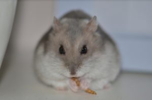 Aider votre gros hamster à perdre du poids