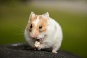 Lire la suite à propos de l’article Aider votre gros hamster à perdre du poids