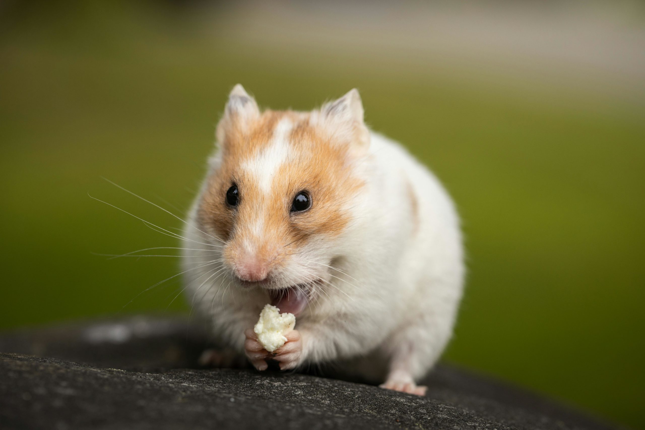 You are currently viewing Aider votre gros hamster à perdre du poids