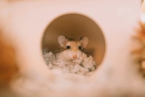 Lire la suite à propos de l’article Le hamster sent il mauvais