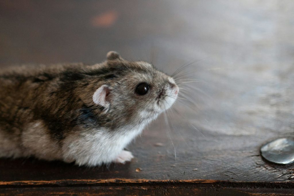 Comment prévenir les maladies des hamsters ?