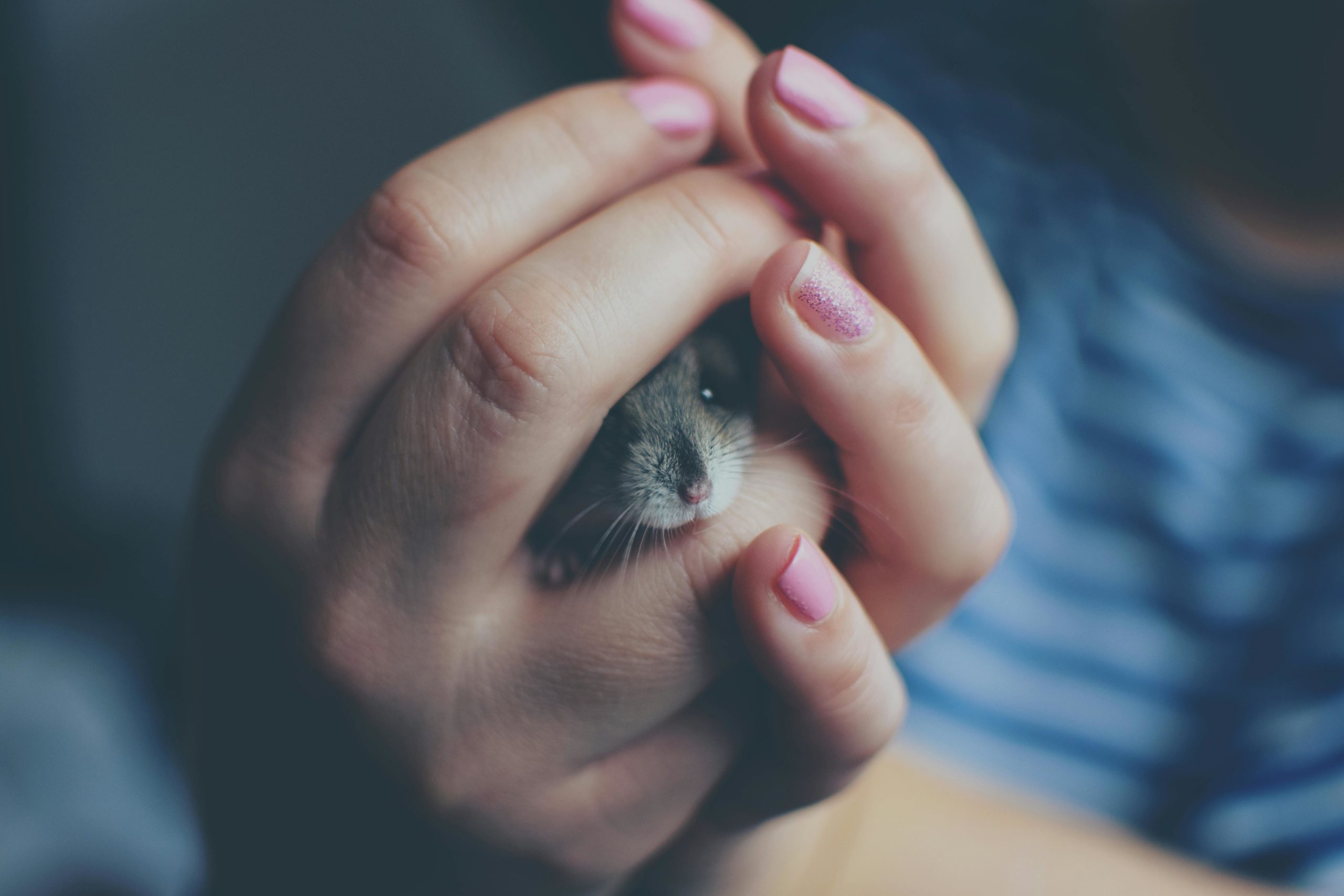 You are currently viewing Faut-il vraiment habiller les hamsters ?