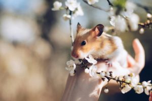 des vetements pour les hamsters