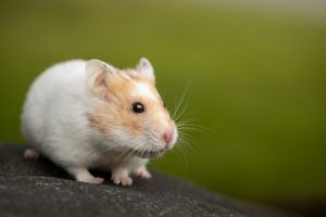 déterminer si une hamster porte des petits