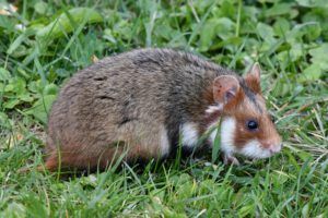 eviter les maladies pour le hamster